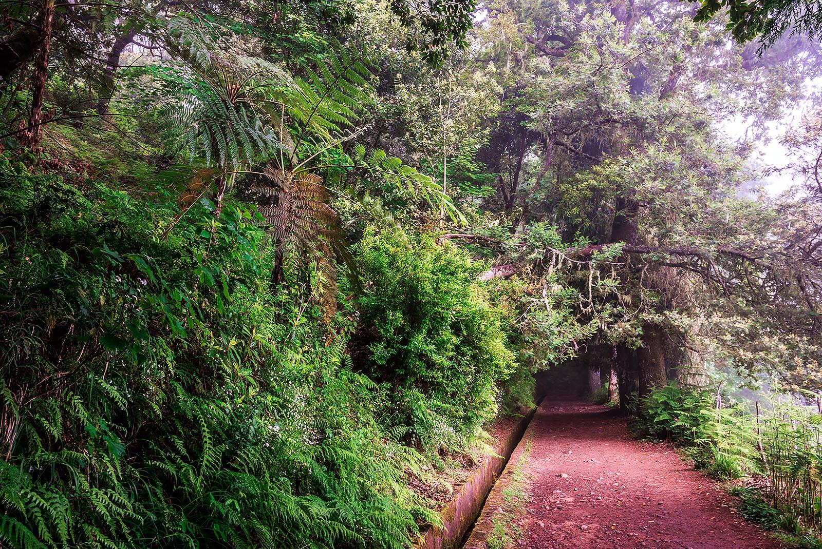 LEVADA DA ROCHA VERMELHA